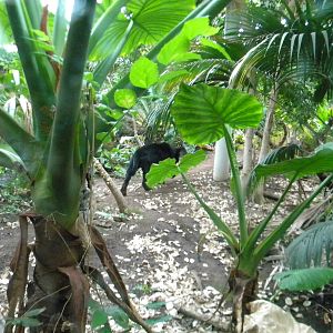 Pele the Jaguar at Chester Zoo 11/06/11