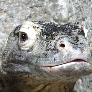 Ogrod the Komodo Dragon at Chester Zoo 11/06/11