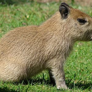 Hydrochaeris hydrochaeris  / Capybara (young, born 03-06-2011), 11-06-2011