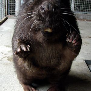 Castor fiber  / Eurasian beaver, 11-06-2011