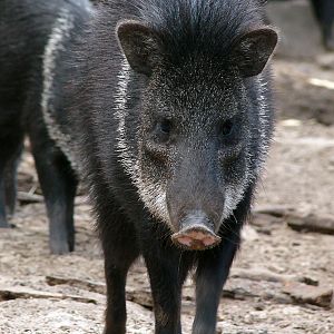 Pecari tajacu / Collared peccary, 11-06-2011