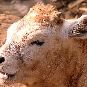 Bos taurus taurus hungarian / Hungarian steppe cow (calf), 11-06-2011