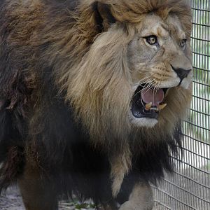 Barbary lion