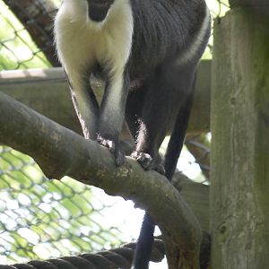 Diana monkey