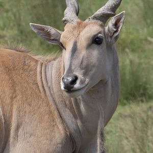 Common eland