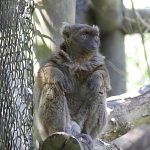 Greater bamboo lemur