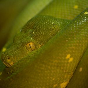 Green tree python