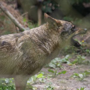 Iberian wolf