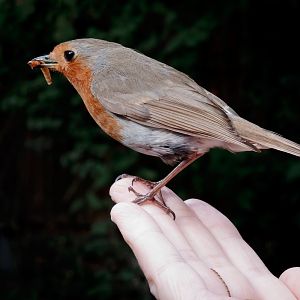 European Robin Eating From My Hand