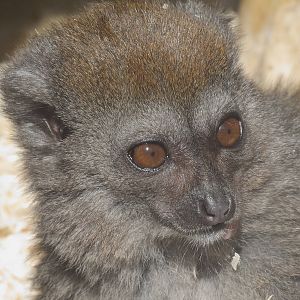 Lesser bamboo lemur