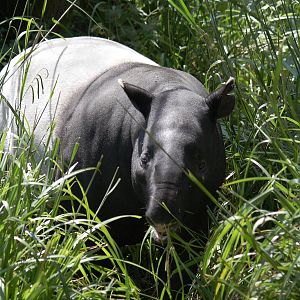 Malayan tapir
