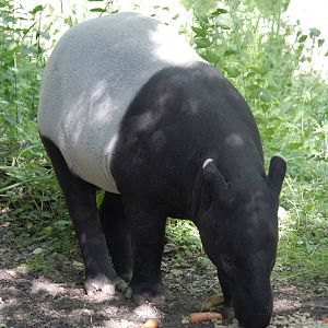 Malayan tapir