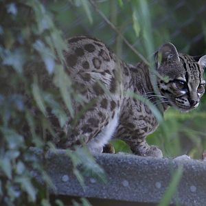 Margay