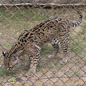 Ocelot