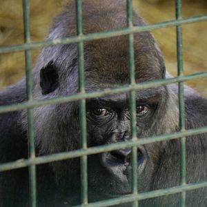 Western lowland gorilla