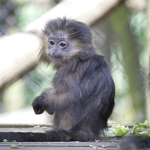 Baby Javan langur