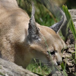 Caracal