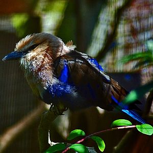 Blue Bellied Roller