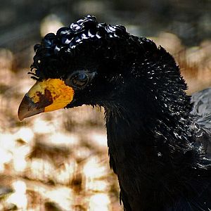 Black Curassow