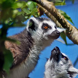 Ring Tailed Lemurs