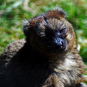 Greater Bamboo Lemur