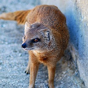 Yellow Mongoose