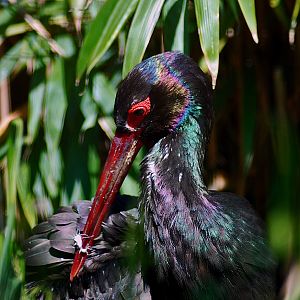 Black Stork
