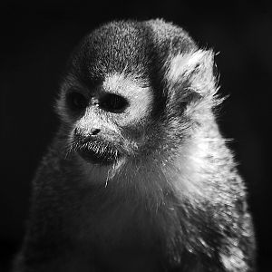 Squirrel Monkey