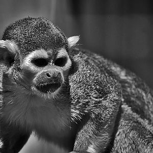 Squirrel Monkey