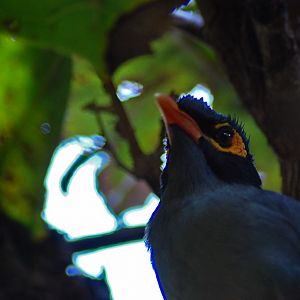 Bank Mynah