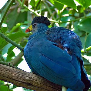 Great Blue Turaco