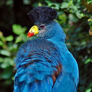 Great Blue Turaco