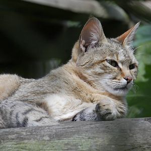 African wildcat