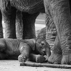 Baby African elephant