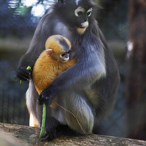 Dusky leaf monkey and baby