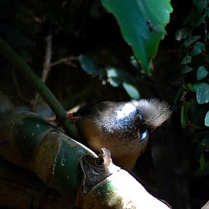 female speckled mousebird