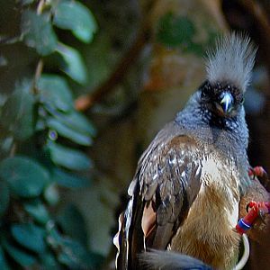 male and female speckled mousebird
