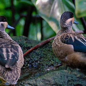 Hottentot Teal