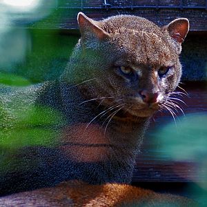 Jaguarundi