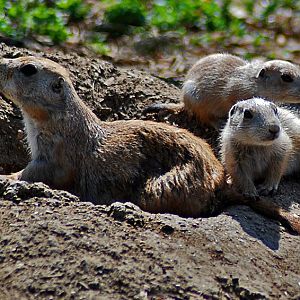 Prairie Dog, Black-tailed and Young