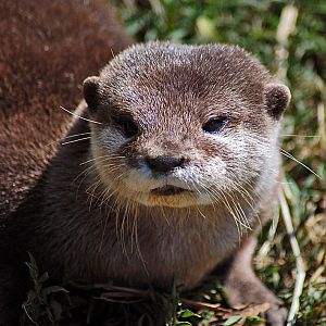 Otter, Oriental Small-clawed
