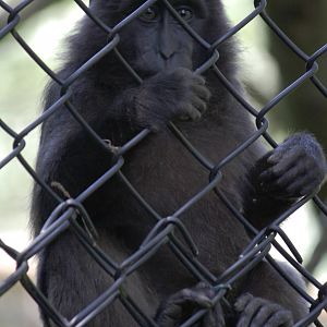 Heck's macaque