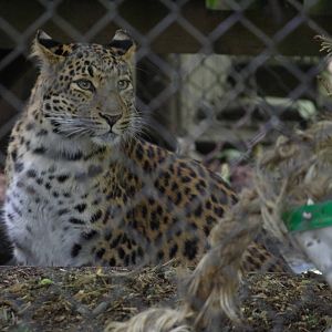 North Chinese leopard