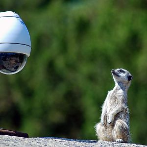 Meerkat, Slender tailed