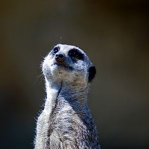 Meerkat, Slender tailed