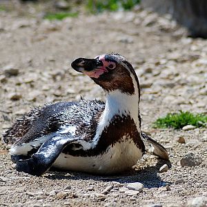 Penguin, Humbolt