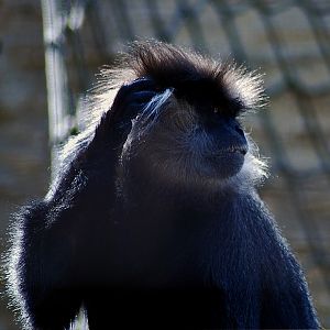 Langut, purple faced