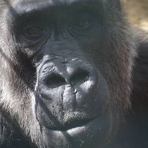 Western lowland gorilla