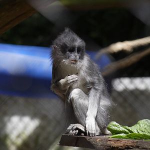Young grizzled leaf monkey