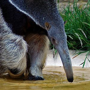 Giant Anteater